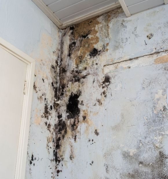 #1 Choice in Mold Cleanup